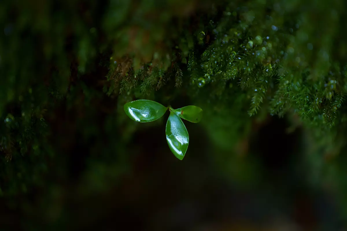 obiektyw-tamron-70-180mm-f-2-8-di-iii-vxd-a056-sony