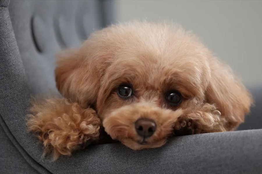 Canon EOS R10 + RF-S 18-150 mm f/3.5-6.3 IS STM