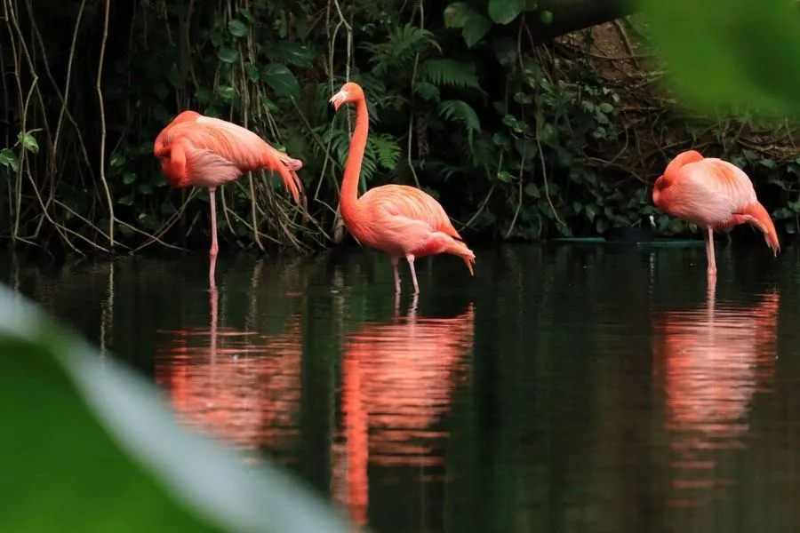 Canon EOS R100 + RF-S 18-45 mm f/4.5-6.3 IS STM + plecak + karta SD 32 GB + zapasowy akumulator LP-E17