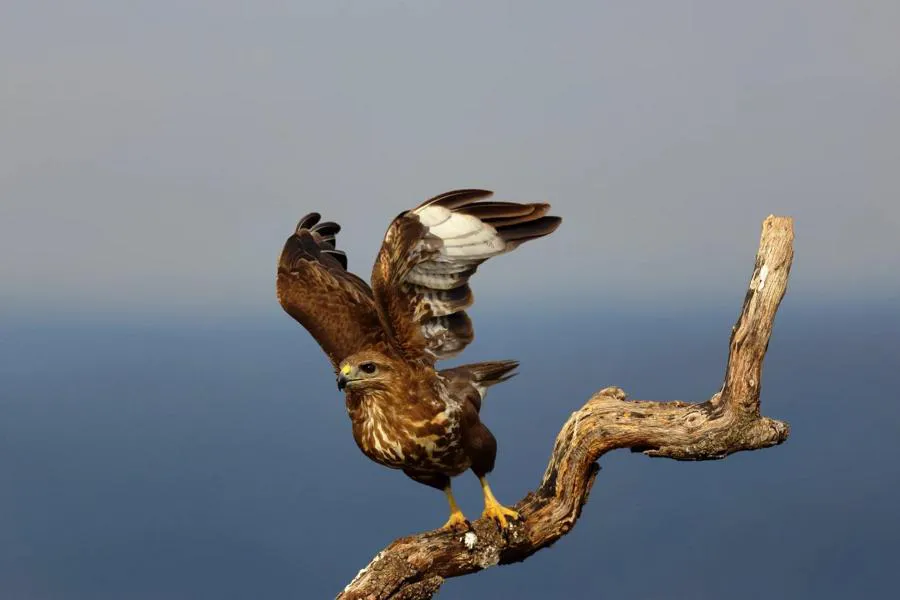 Canon EOS R7 + RF-S 18-150 mm f/3.5-6.3 IS STM + adapter EF-EOS R