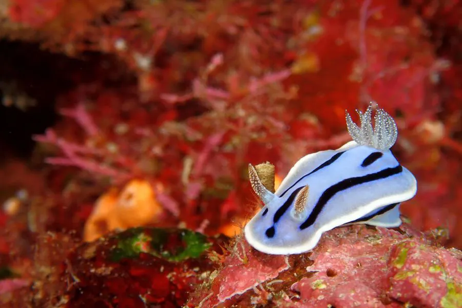 Aparat OM SYSTEM Tough TG-7 czarny