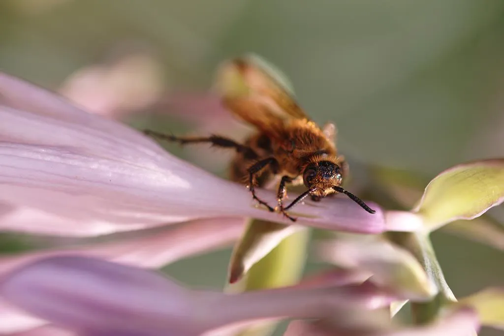 Obiektyw Sigma 105 mm f/2.8 Macro EX DG OS HSM / Nikon