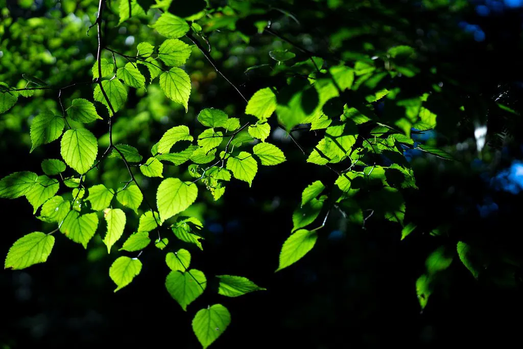Obiektyw Sigma 56 mm f/1.4 DC DN Contemporary / Micro 4/3