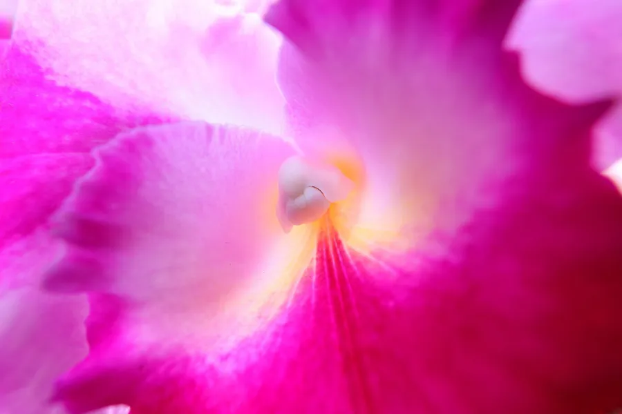 Obiektyw Canon RF 15-30 mm f/4.5-6.3 IS STM