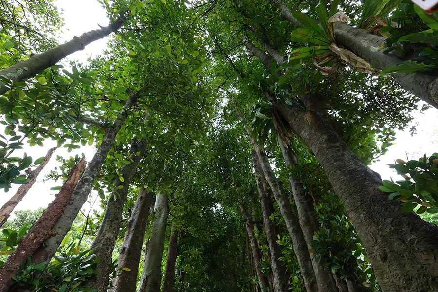 Obiektyw Canon RF 15-30 mm f/4.5-6.3 IS STM