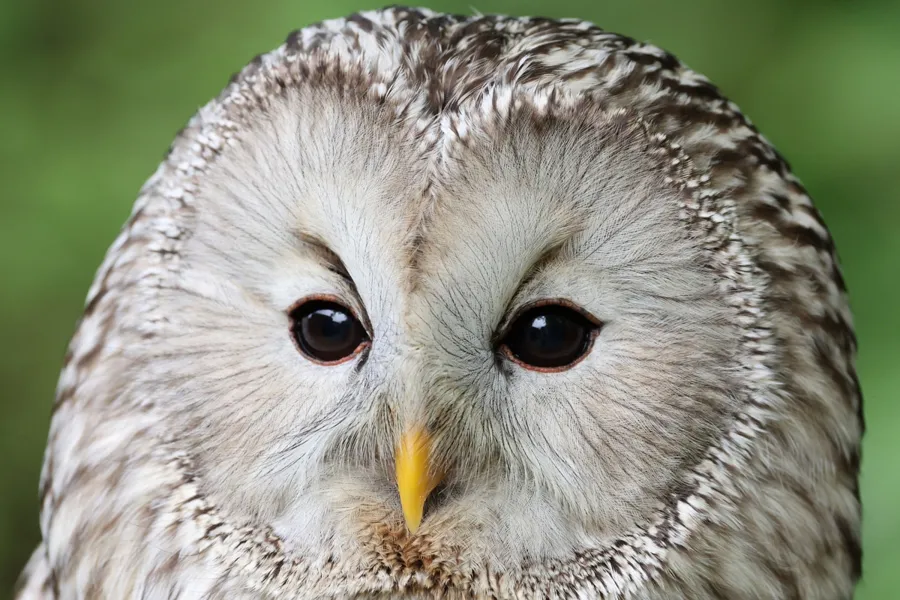 Telekonwerter Canon Extender RF 2x