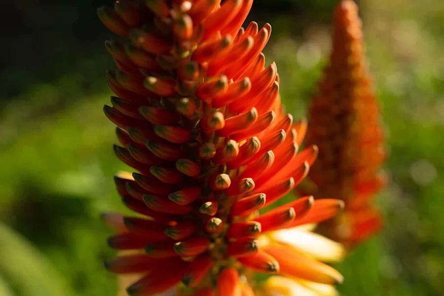 Obiektyw Tamron 17-50 mm f/4 Di III VXD / Sony E