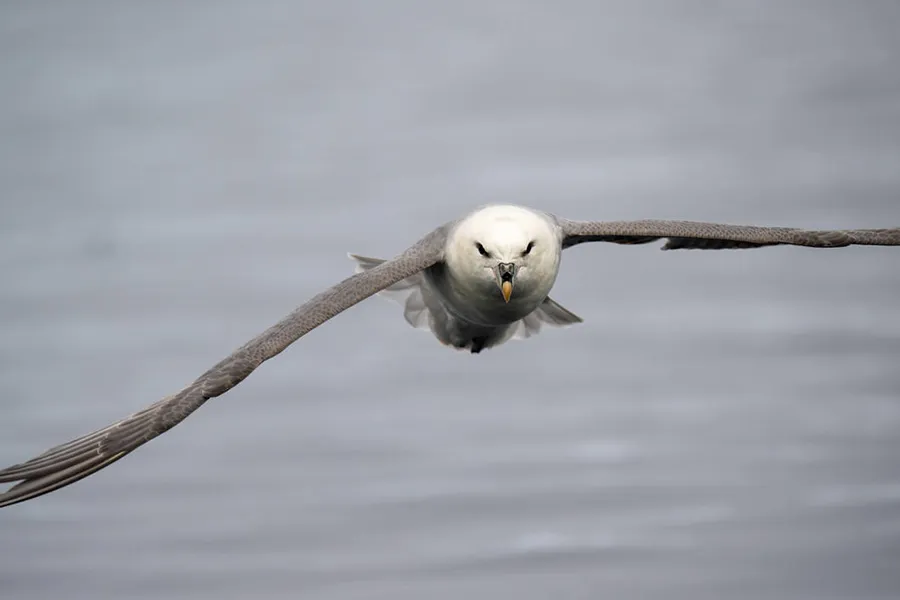 Obiektyw Tamron 150-500 mm f/5-6.7 DI III VC VXD A057 / Nikon Z