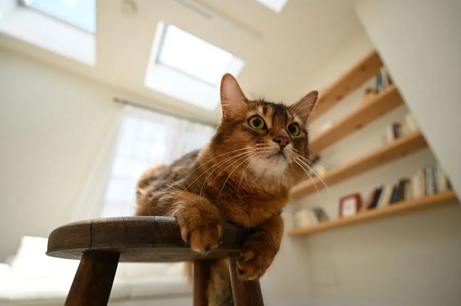 Nikon Nikkor Z 17-28 mm f/2.8