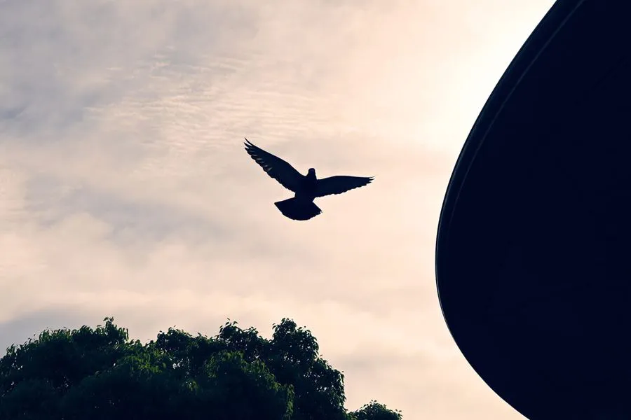 Nikon Nikkor Z 24-50 mm f/4-6.3