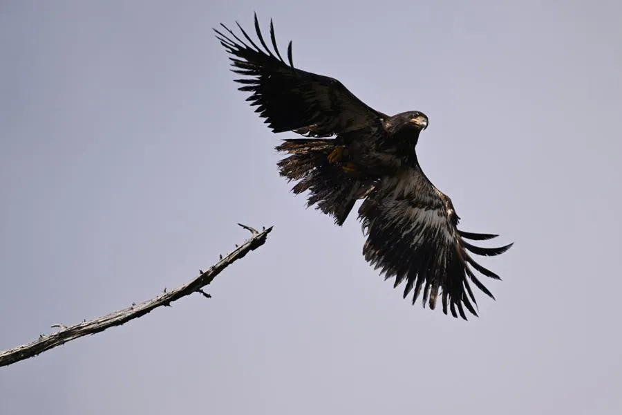 Nikon Nikkor Z 400 mm f/4.5 VR S