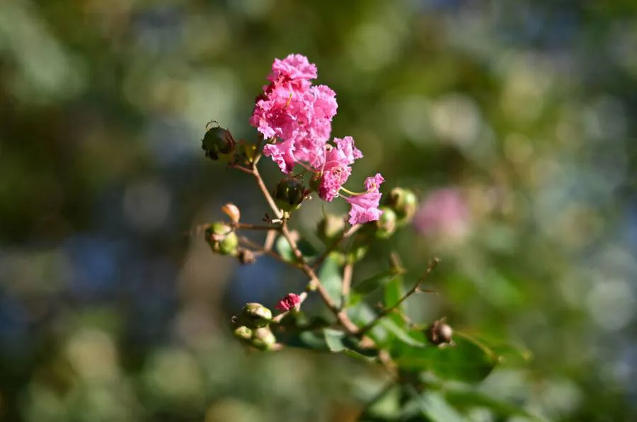 Nikon Nikkor Z 40 mm f/2 (SE)