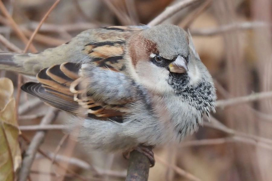 Obiektyw OM SYSTEM M.Zuiko Digital ED 14-150 mm f/4-5.6 II