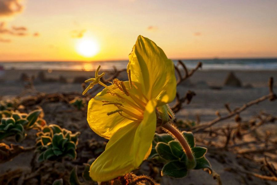 Obiektyw OM SYSTEM M.Zuiko Digital ED 8-25 mm f/4 Pro