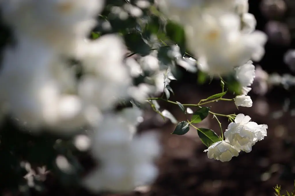 Obiektyw Sigma 105 mm f/1.4 DG HSM Art / Canon