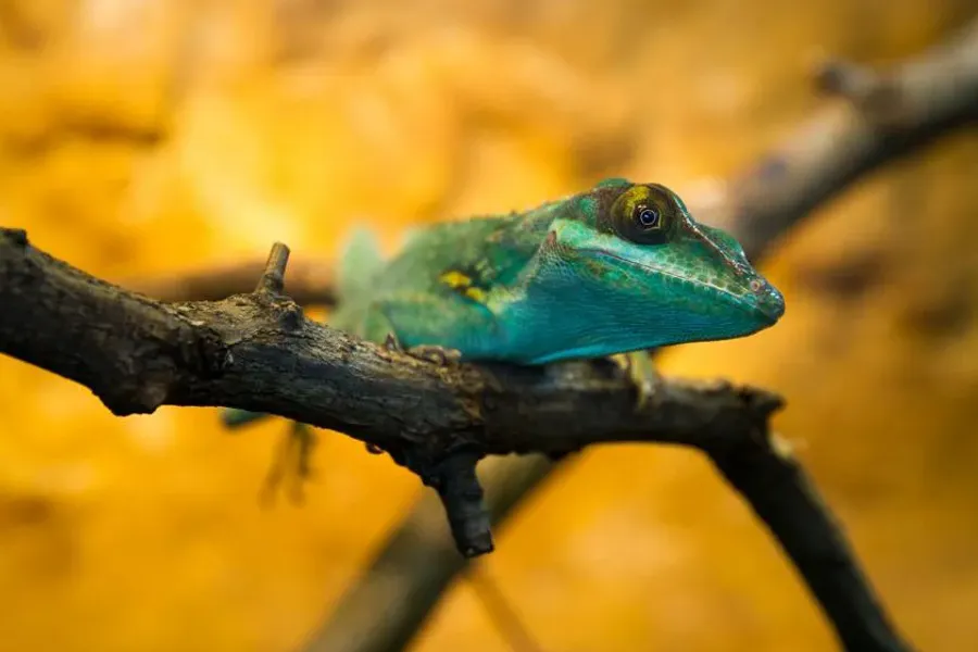 Pierścień pośredni Nikon AI Extension Tube PK-11A