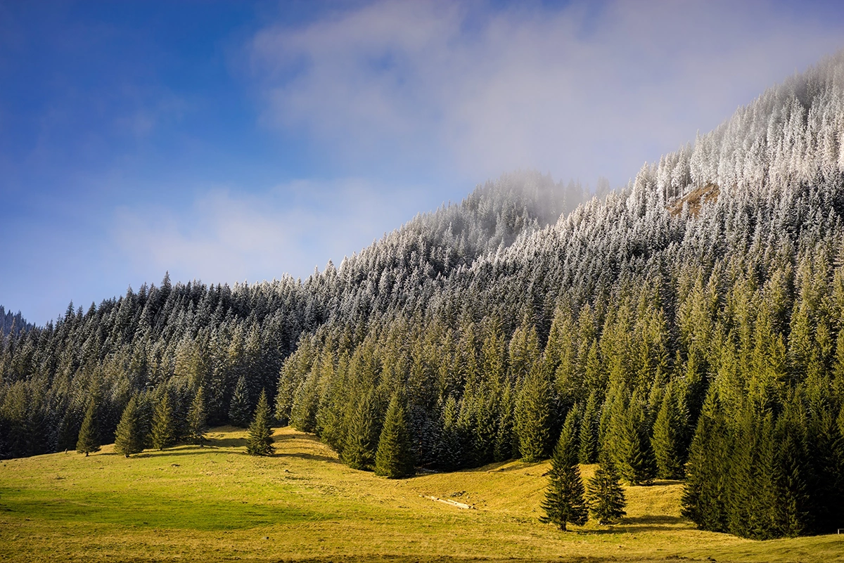 Obiektyw Irix 45mm f/1.4 Dragonfly /Canon