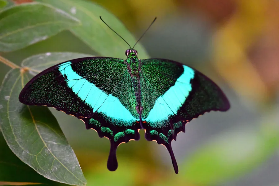 Nikon Nikkor Z 28-400 mm f/4-8 VR