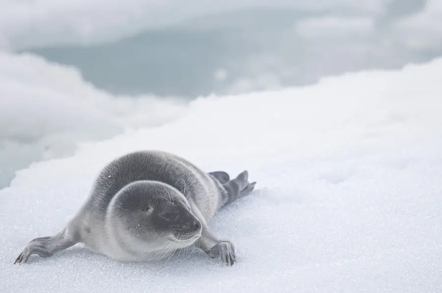 Obiektyw Sigma 150-600 mm f/5-6.3 DG DN OS Sports / Sony E