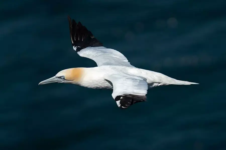 Obiektyw Sigma 150-600 mm f/5-6.3 DG DN OS Sports / Sony E