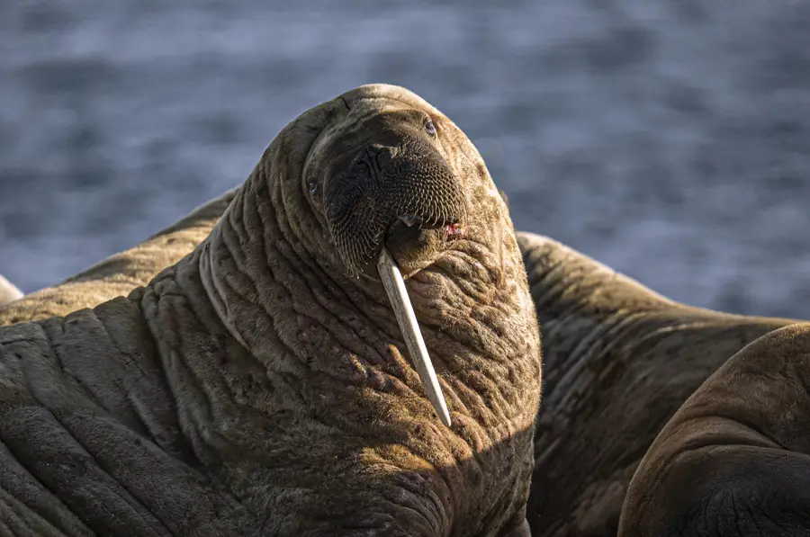 Obiektyw Sigma 150-600 mm f/5-6.3 DG DN OS Sports / Sony E