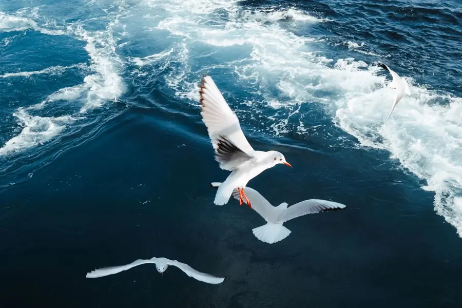 Obiektyw FujiFilm Fujinon XF 16-50 mm f/2.8-4.8 R LM WR