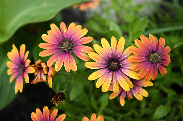 Nikkor Z przykładowe zdjęcie kwiatów