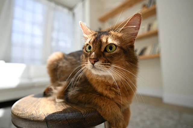 Nikkor Z przykładowe zdjęcie kota