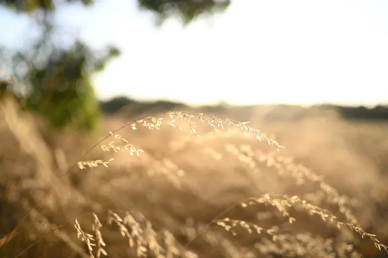 Efekt bokeh wykonany obiektywem Nikon Nikkor Z DX 24 mm f/1.7