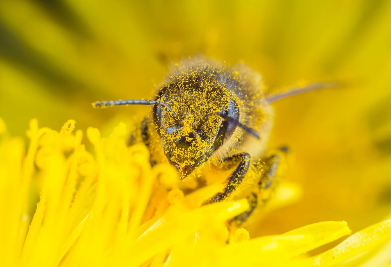 Pszczoła w skali makro